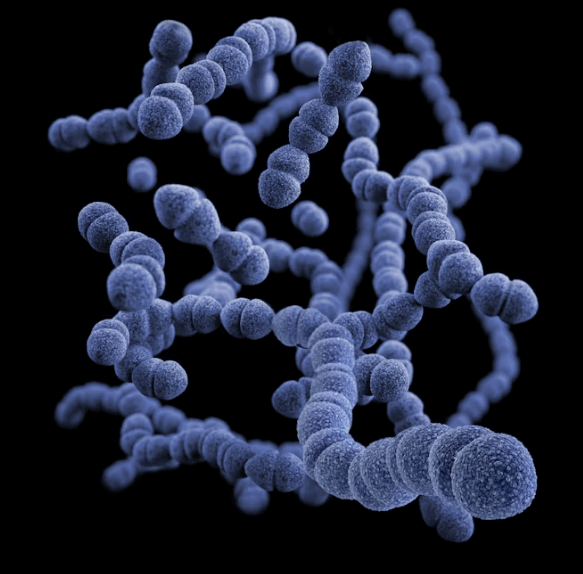 장 건강 핵심! 장 건강 영양제 완벽 가이드