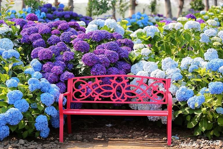 2025 제주 답다니 수국밭 개화시기 총정리 사진