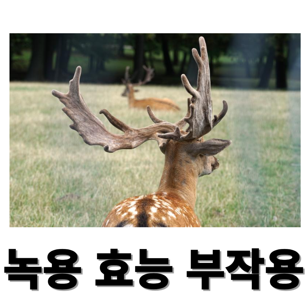 녹용 효능과 관련된 사진입니다.