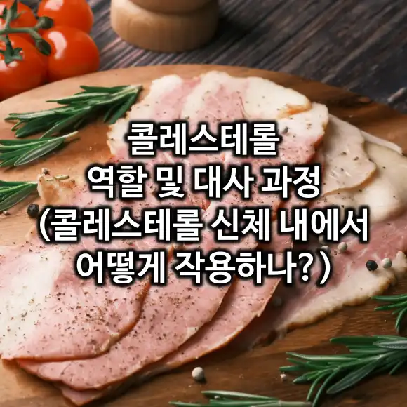콜레스테롤 역할 및 대사 과정