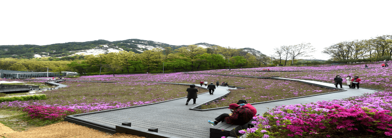 불암산 철쭉 축제