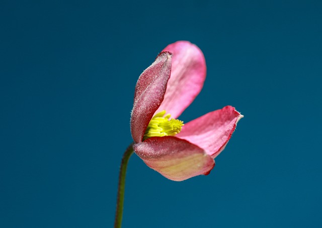 꽃가루-알레르기