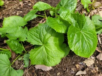 곰취 먹는방법 쌈 무침 장아찌 만드는법 요리 데치는방법_5