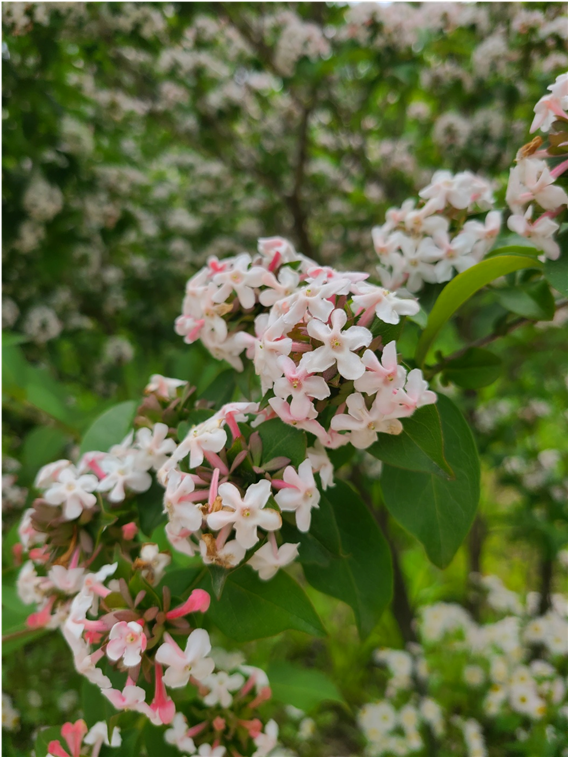 푸른 수목원 댕강 나무