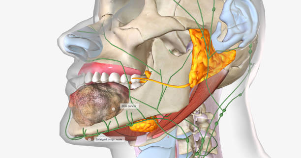 침샘비대증, 턱살이 많다면? 침샘보톡스 치료를 많이 진행하고 있습니다. 여자라면 한번쯤 사각보톡스 이름을 들어봤을 텐데요. 주기적으로 사각 보톡스를 맞는 사람들이 늘어나고 있습니다. 그렇다면 침샘비대증은 무엇이며 원인과 치료방법은 무엇인지 참고하시기 바랍니다.