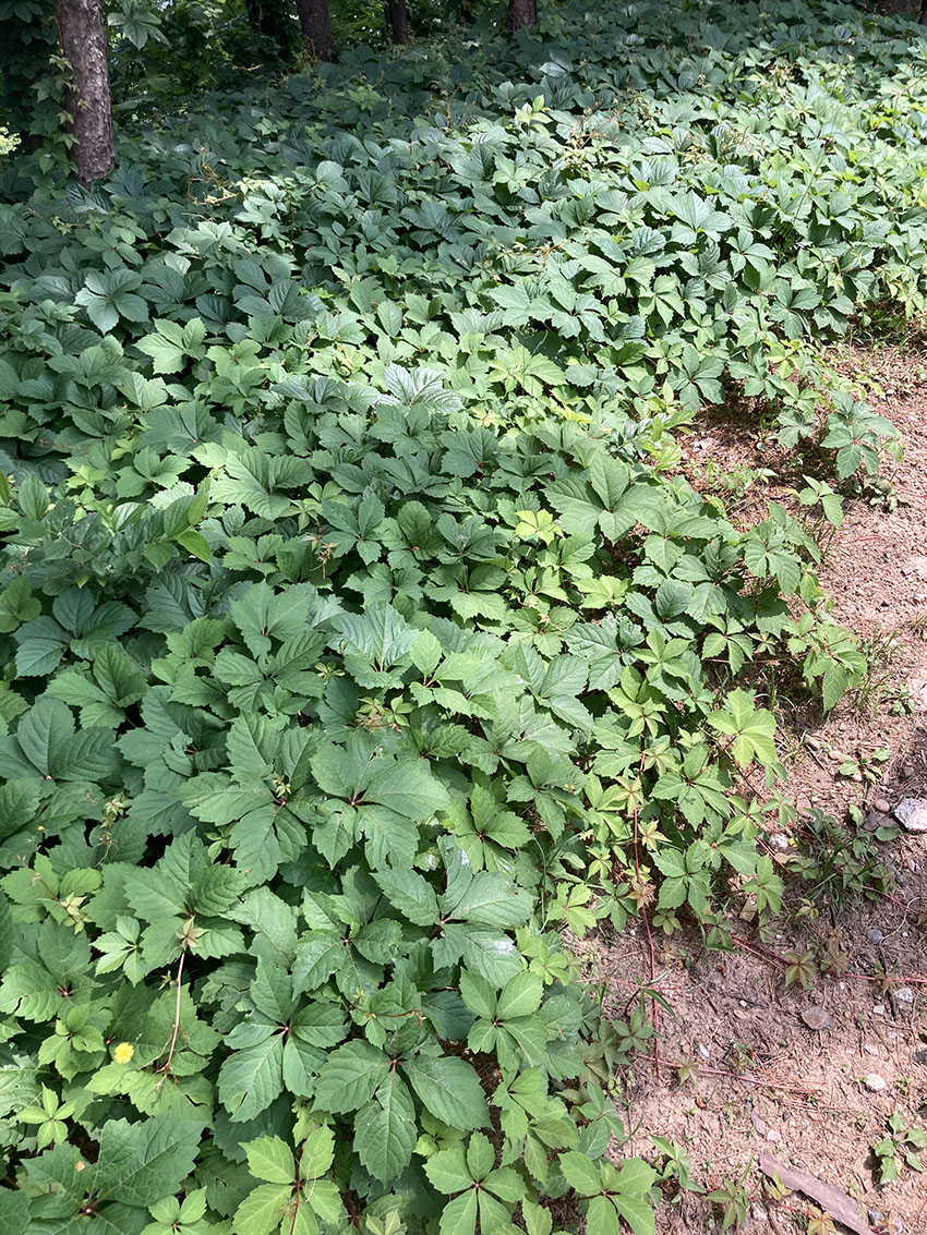 미국담쟁이덩굴