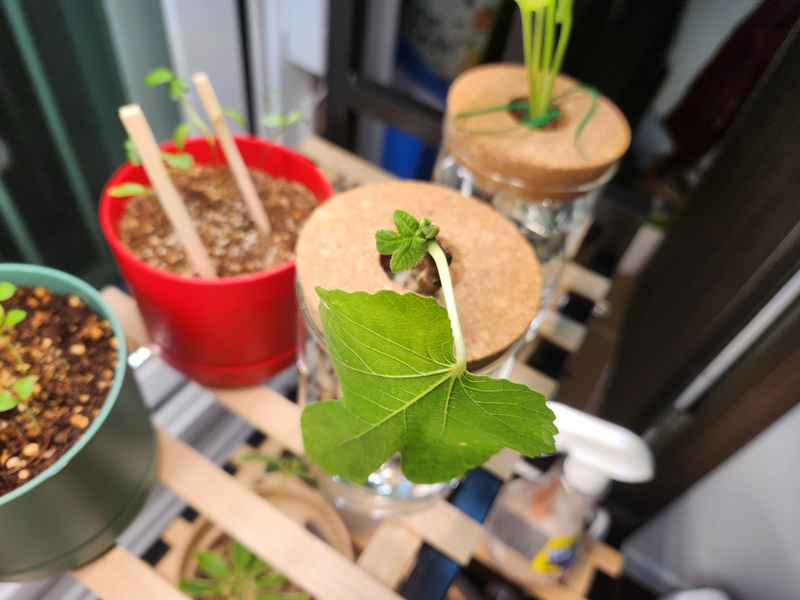 신엽이 하나 더 나오고있는 모습