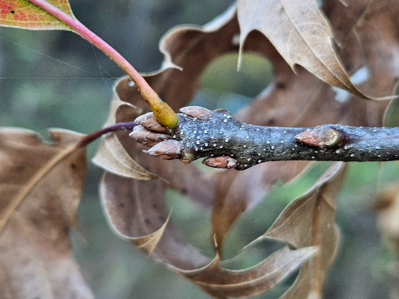 대왕참나무 겨울눈2