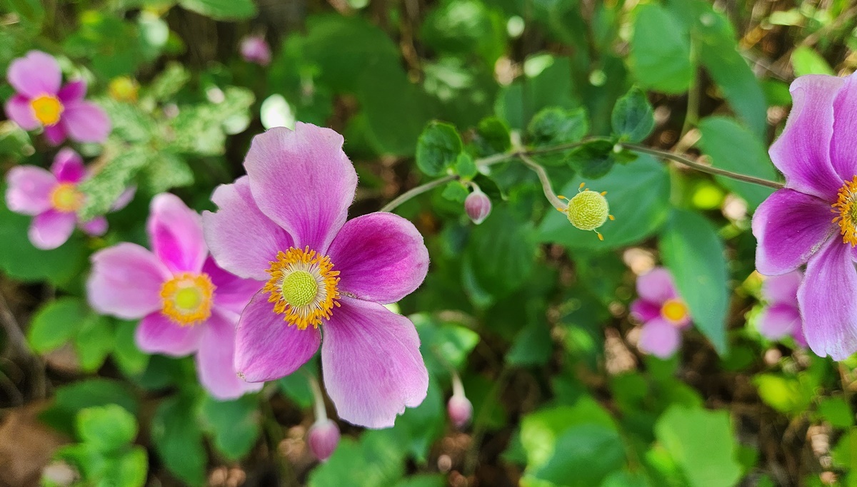 대상화