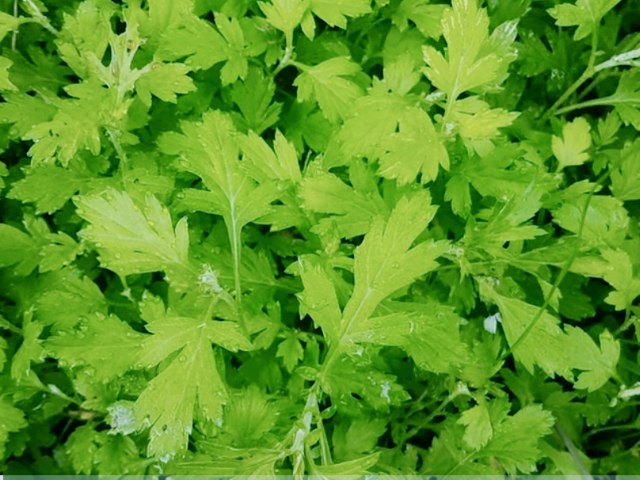 봄철 건강에 좋은 제철 봄 나물 6가지