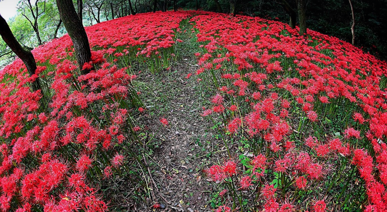 혼자 떠나는 선운사 힐링 여행 (고창, 혼행, 사찰명소)