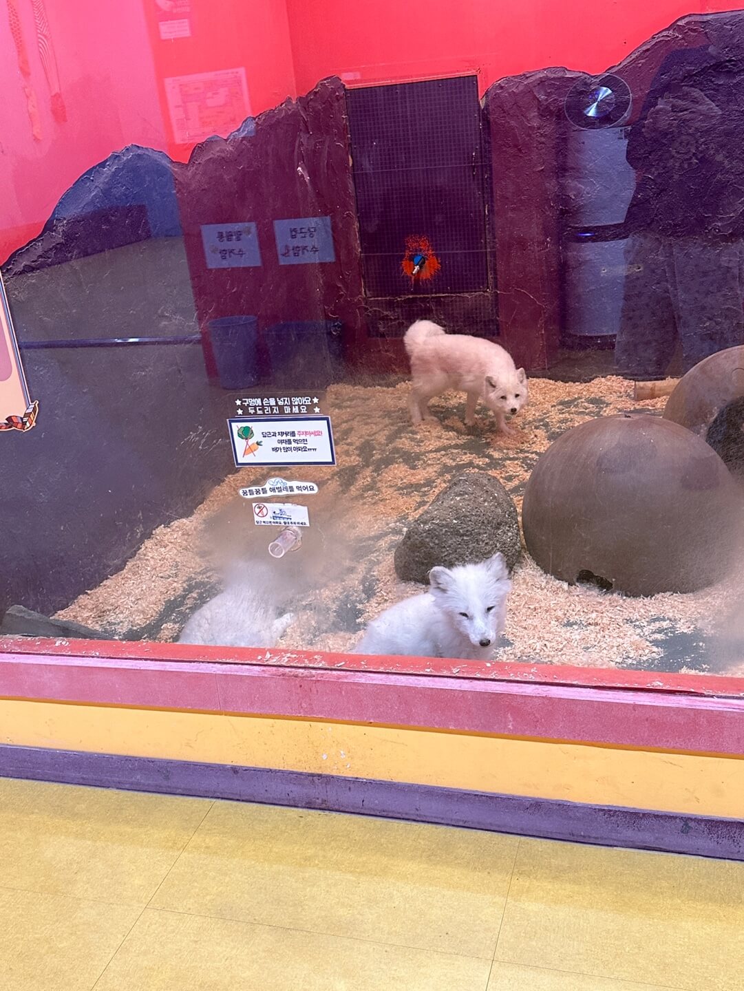 하이브 패밀리 테마파크 실내동물원 하이주 동물 모습