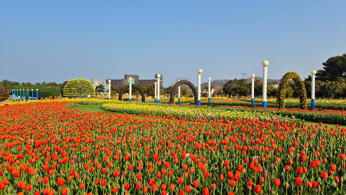 태안 튤립축제