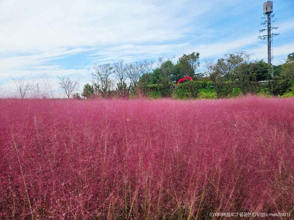 부산 대저생태공원