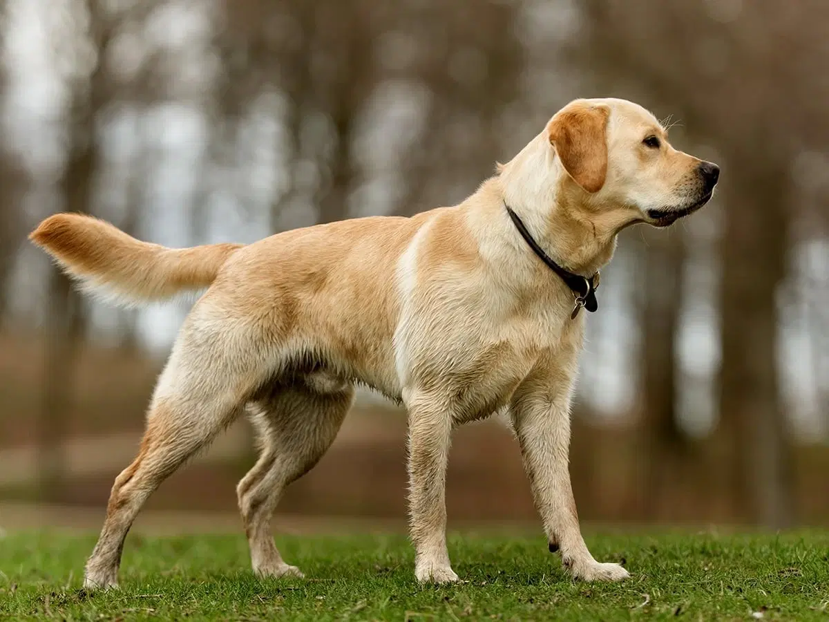 래브라도 리트리버 (Labrador Retriever) 사진