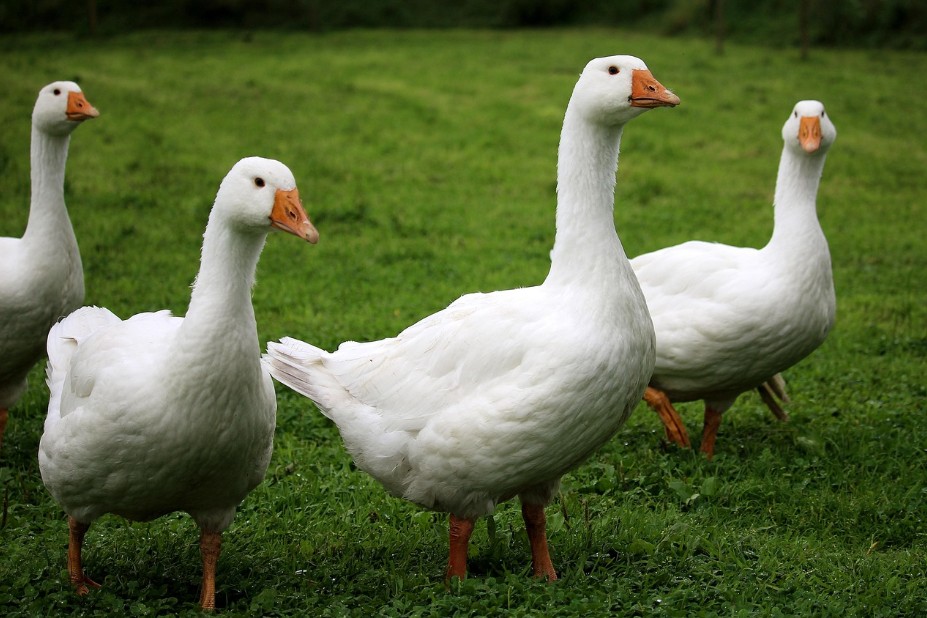 오리고기 vs 닭고기 요리별 최적의 선택법2