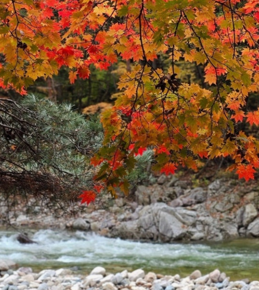 가을 여행지 추천! 청량산 단풍 절정 시기 + 초보자&amp;가족 코스 추천