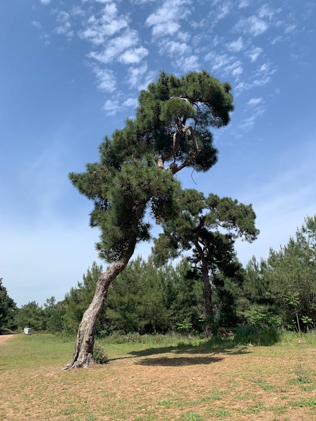 날씨 맑음 소나무 모습