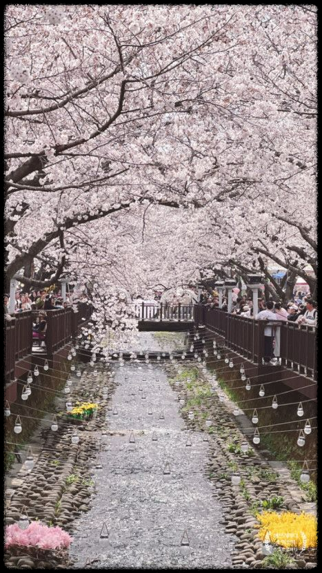 2025 진해 벚꽃 명소 BEST 7 - 인생샷 각도까지 알려드려요.