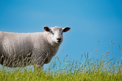 2026년 월별 띠 운세 총정리|1월부터 12월까지 한눈에 보기