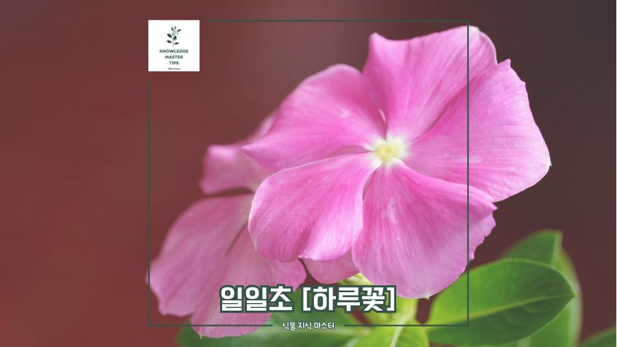 일일초 (하루꽃), 매일 새로 피어나는 마법 같은 꽃