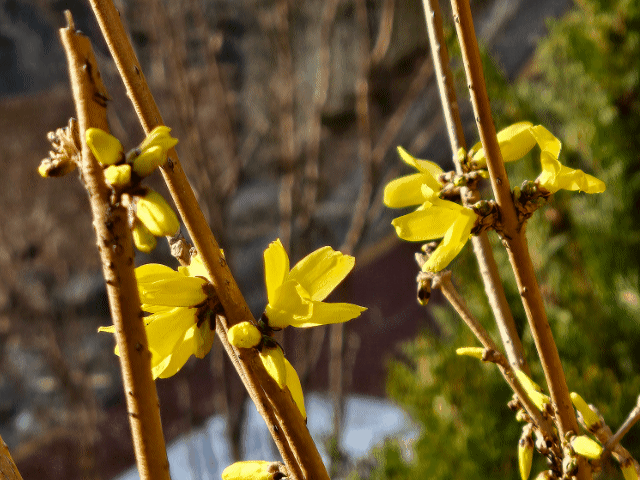 희망을 전하는 개나리꽃