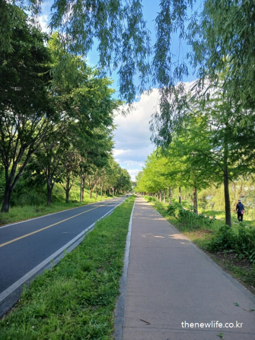 Tree-lined walking and cycling path under blue sky – peaceful riverside trail for walking exercise-자전거 도로와 걷기 전용 도보가 나란히 이어진 초록길, 하늘과 나무가 어우러진 한강변 산책로