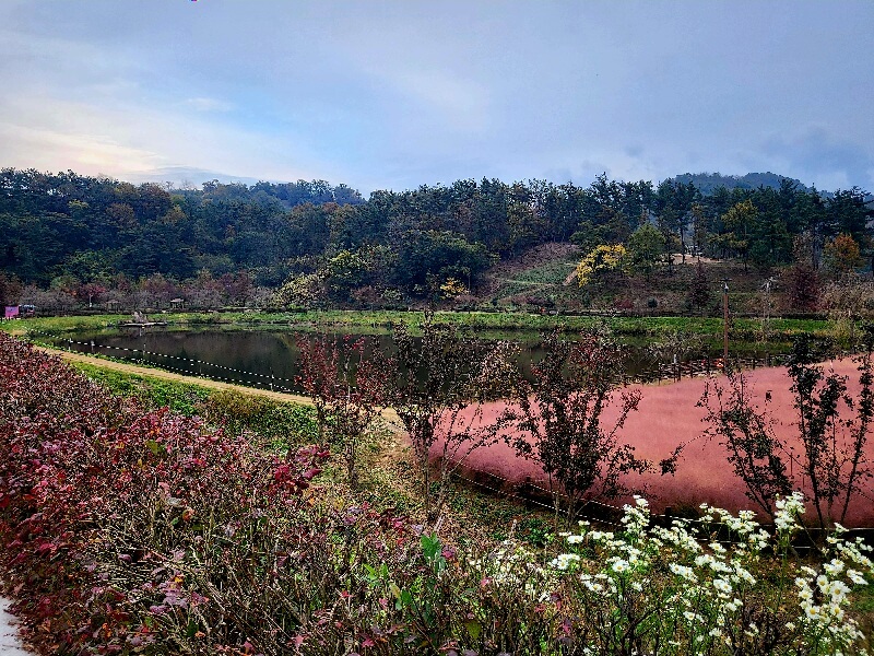 함안 악양생태공원 핑크뮬리