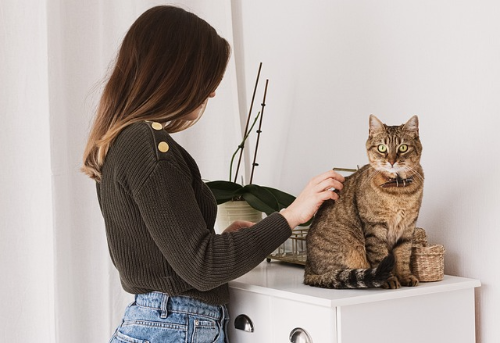 고양이와 함께 사는 집, 고양이에게 위험한 식물 vs 안전한 식물 구별법