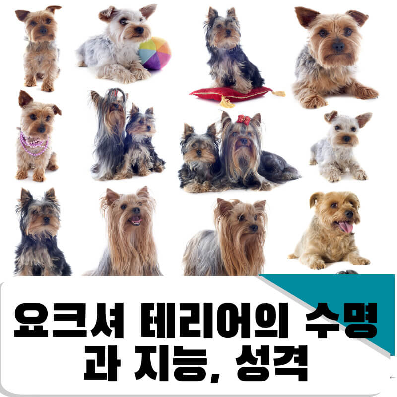 요크셔 테리어의 수명과 지능, 성격