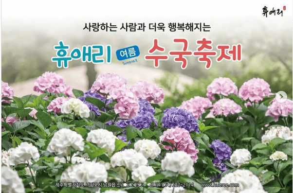 휴애리여름수국축제