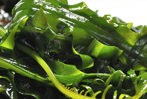 골다공증에 좋은 음식16