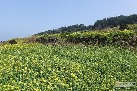 서우봉 관련 사진 (출처: 제주관광공사 홈페이지)