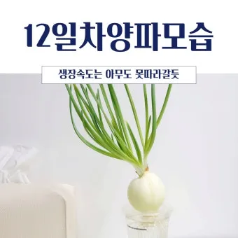 양파 재배 요령 정식 웃거름 도복 수확 건조 포인트_7