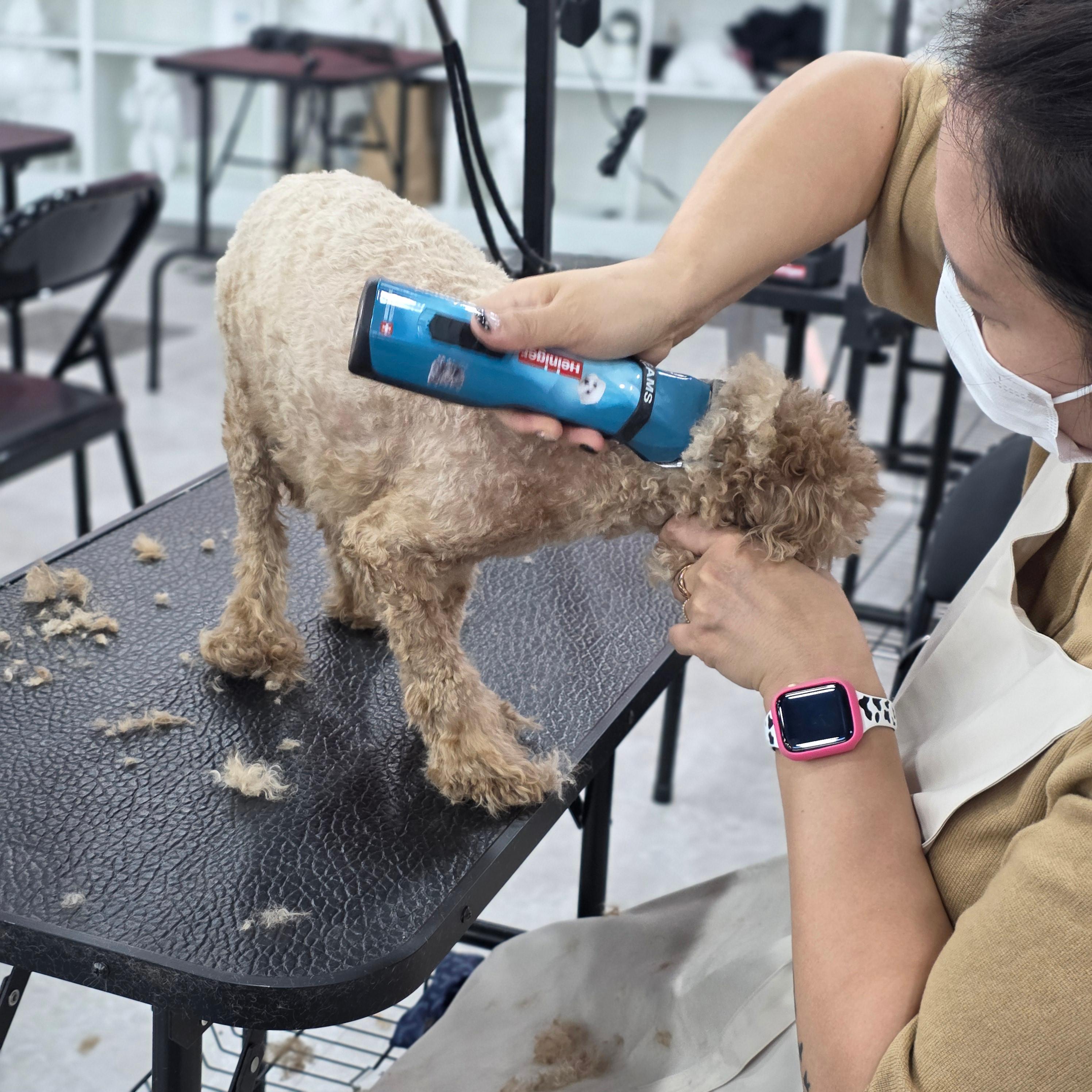 진주애견미용학원