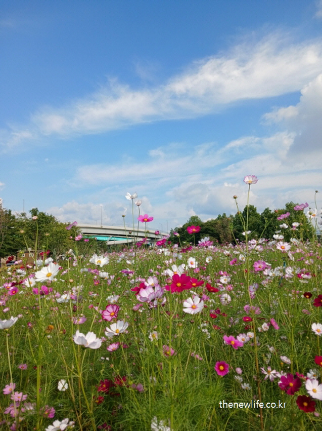 구리 한강시민공원 힐링캠프 코스모스 길 &ndash; 푸른 하늘과 어우러진 넓은 전경