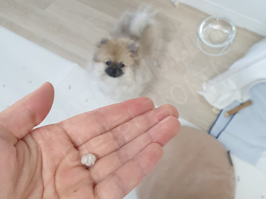 4개월 포메라니안 빗질 후 빠진 털 양