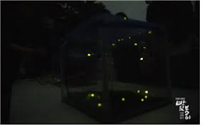 제 23회 태종대 반딧불이 관찰 체험 행사 기본일정과 특징 정리