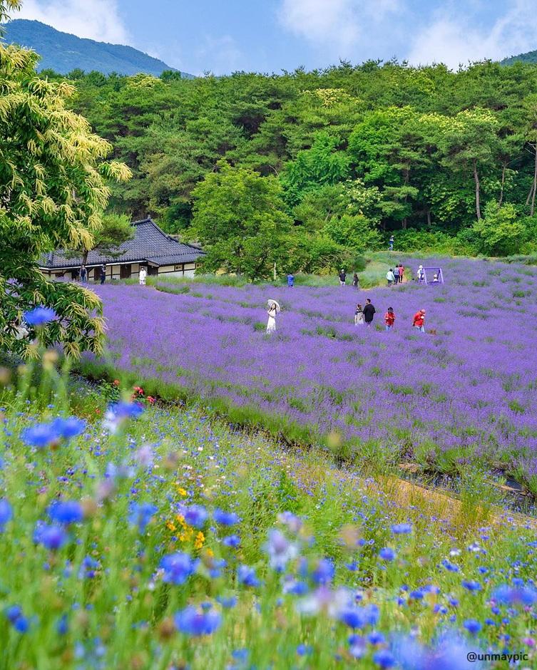라벤더 명소 개화시기 꽃말