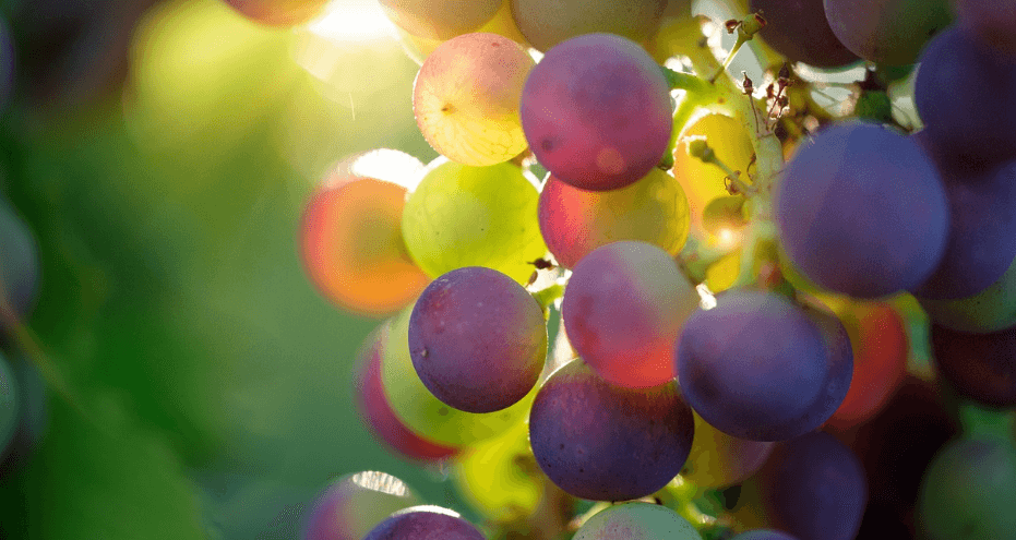 8월 제철 음식 사진 - 116