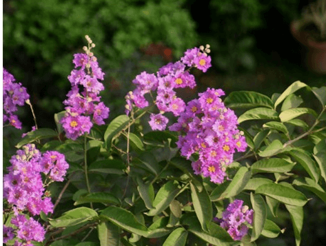 보라색 바나바잎 나무꽃 사진, 혈당 조절에 도움을 주는 바나바잎 식물
