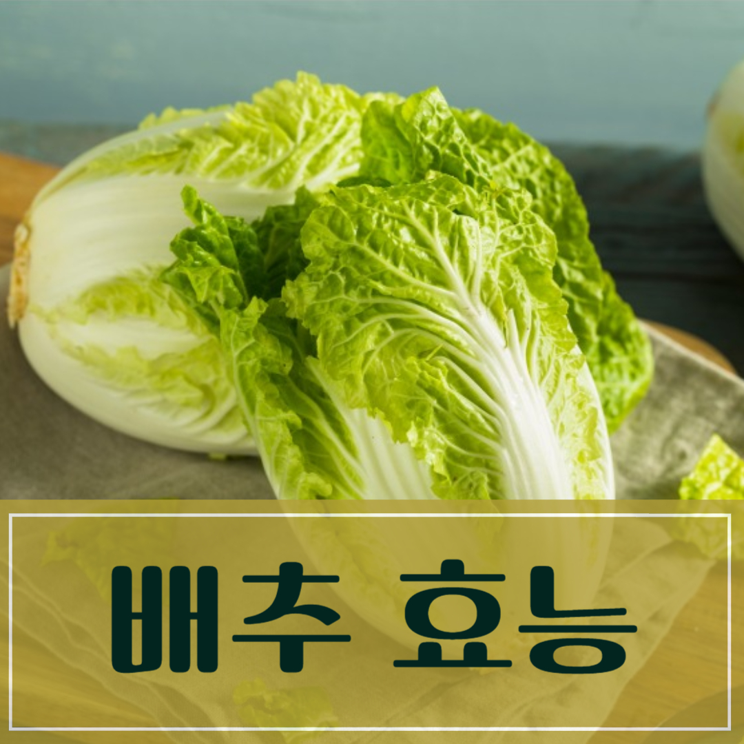 배추 효능 부작용