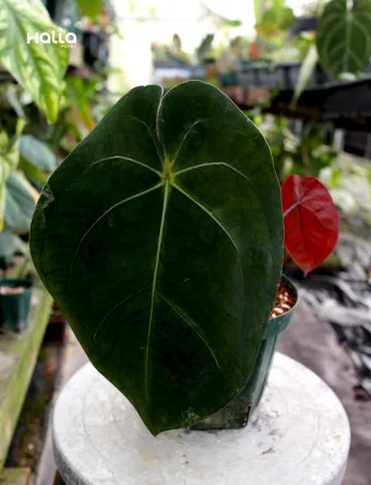 안스리움 키우기, 관리법, 꽃말, 번식, 화분, 수경재배, 분갈이_33