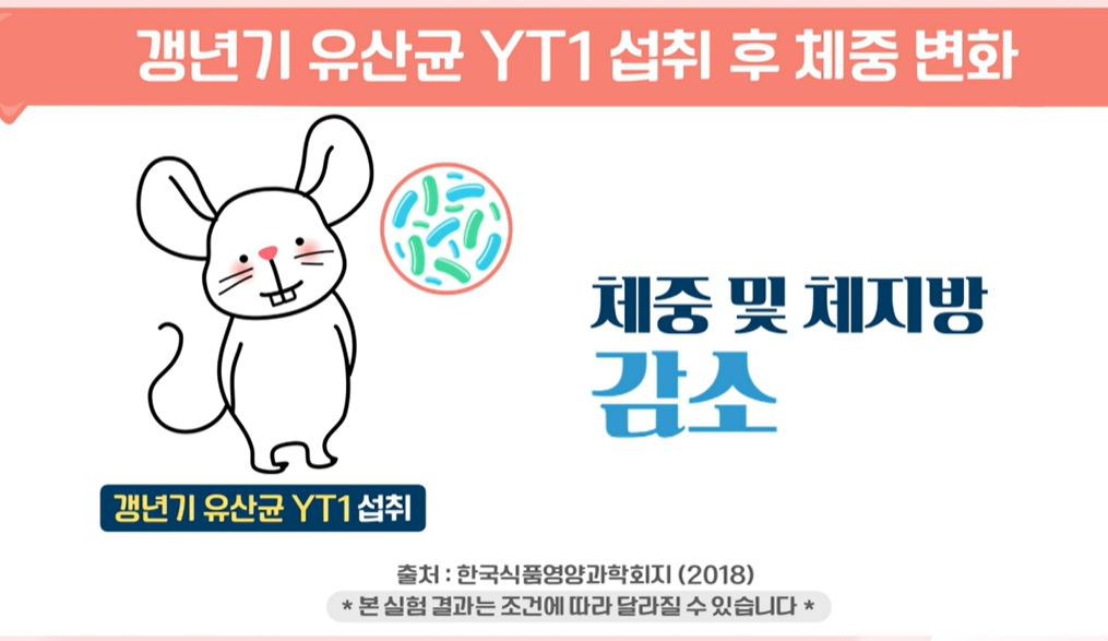 갱년기 유산균 YT1 효능