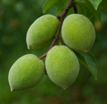 개복숭아효소 효능