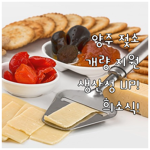 양주시 젖소 농가 희소식! 2025 ..