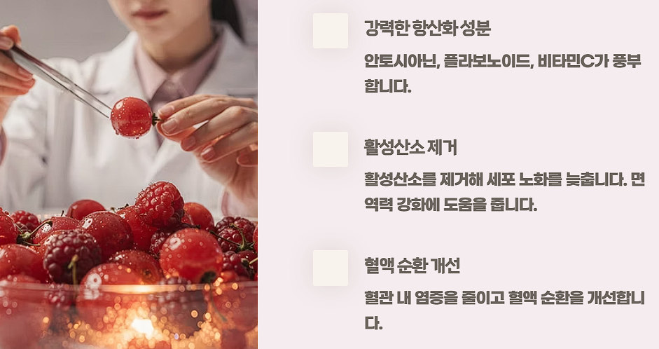 마가목 효능 부작용 열매 먹는법