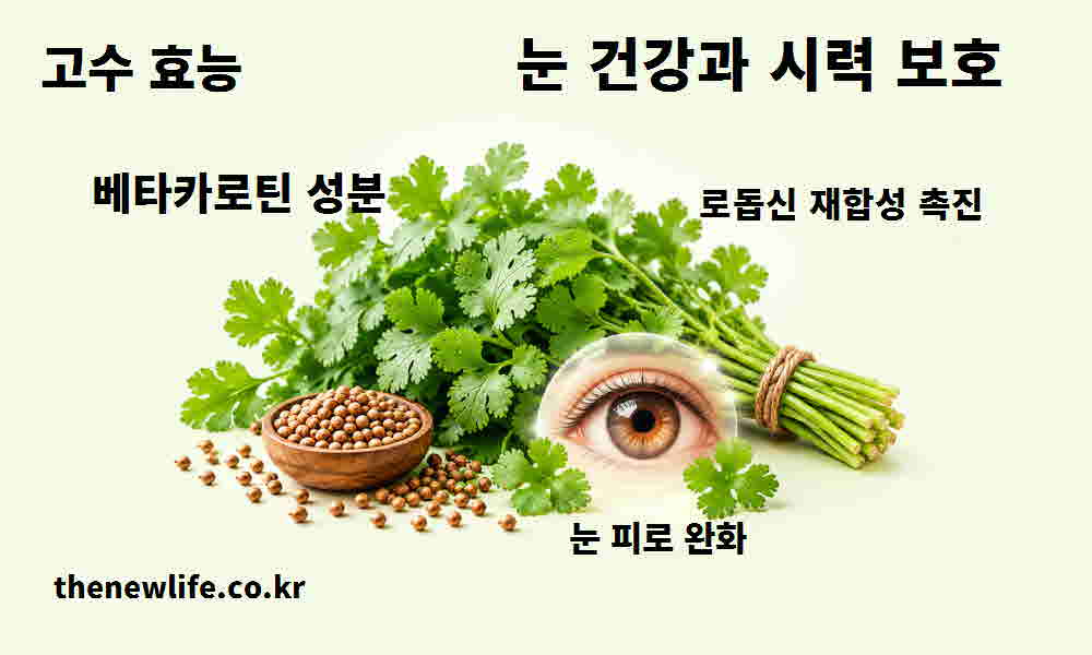 고수 효능 눈 건강 시력 보호