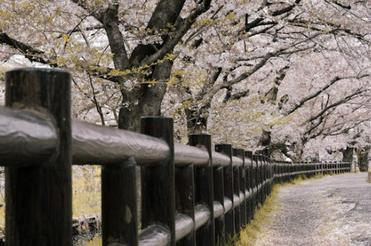 벚꽃축제 벚꽃 개화 상황