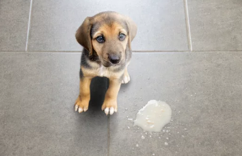 강아지사진/출처:어도비스톡